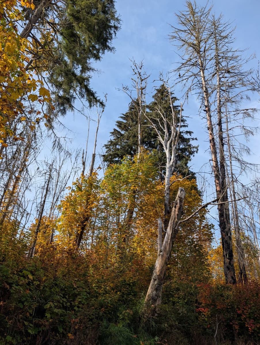 Cottonwoods and conifers at Jade Grove