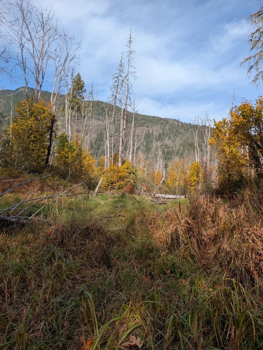 Meadow below the mountains at Jade Grove